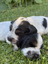 9 Engelsk Cocker Spaniel til salg på købhund.dk