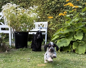 9 Engelsk Cocker Spaniel til salg på købhund.dk