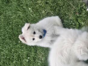 5 Dansk Spids til salg på købhund.dk