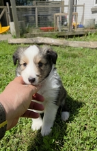 4 Shetland Sheepdog til salg på købhund.dk