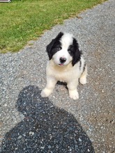 12 Landseer til salg på købhund.dk