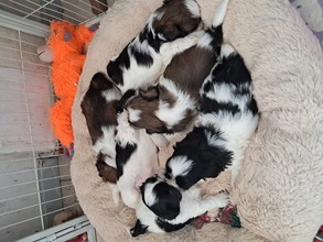 6 Shih Tzu til salg på købhund.dk