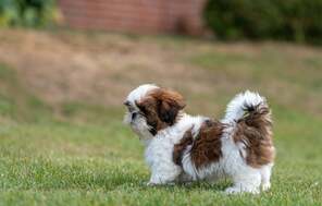 6 Shih Tzu til salg på købhund.dk