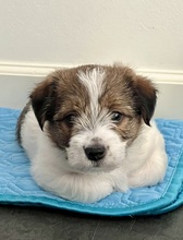 2 Jack Russell Terrier til salg på købhund.dk