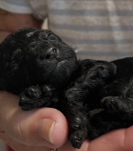 5 Pudel, toy til salg på købhund.dk