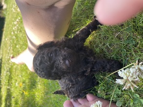 5 Pudel, toy til salg på købhund.dk