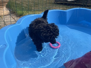 5 Pudel, toy til salg på købhund.dk