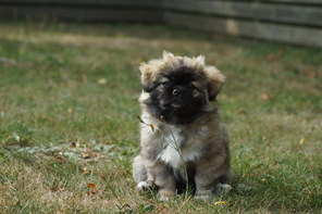 4 Tibetansk Spaniel til salg på købhund.dk