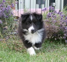 6 Shetland Sheepdog til salg på købhund.dk