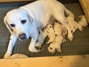 10 Labrador Retriever til salg på købhund.dk
