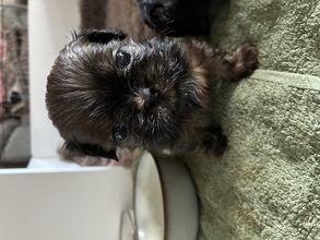 5 Shih Tzu til salg på købhund.dk