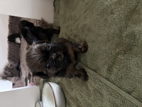 5 Shih Tzu til salg på købhund.dk
