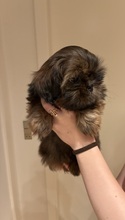 5 Shih Tzu til salg på købhund.dk