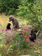5 Pudel, stor til salg på købhund.dk