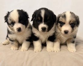 7 Miniature American Shepherd til salg på købhund.dk