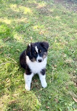 7 Miniature American Shepherd til salg på købhund.dk
