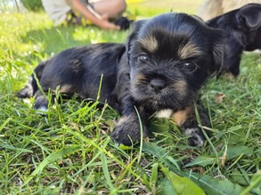 6 Lhasa Apso til salg på købhund.dk