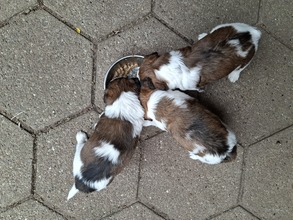 3 Kromfohrländer til salg på købhund.dk