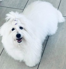 3 Coton de Tulear til salg på købhund.dk