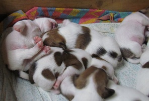 7 Jack Russell Terrier til salg på købhund.dk