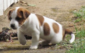 7 Jack Russell Terrier til salg på købhund.dk