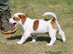 7 Jack Russell Terrier til salg på købhund.dk