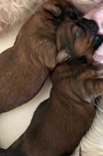 4 Shih Tzu til salg på købhund.dk