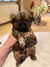 4 Shih Tzu til salg på købhund.dk