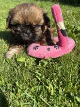 4 Shih Tzu til salg på købhund.dk