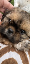 4 Shih Tzu til salg på købhund.dk