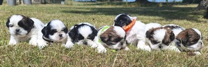 7 Shih Tzu til salg på købhund.dk