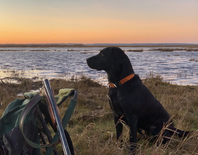 6 Labrador Retriever til salg på købhund.dk