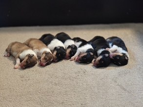 7 Collie til salg på købhund.dk