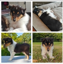 7 Collie til salg på købhund.dk