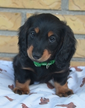 4 Langhåret Dværg Gravhund til salg på købhund.dk