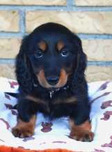 4 Langhåret Dværg Gravhund til salg på købhund.dk