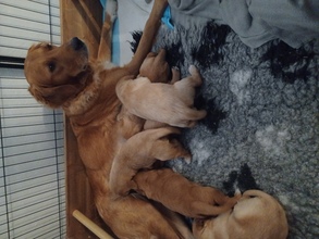 6 Golden Retriever til salg på købhund.dk