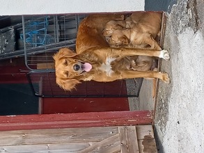 6 Golden Retriever til salg på købhund.dk