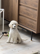 10 Pudel, stor til salg på købhund.dk