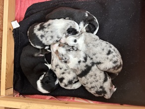 6 Miniature American Shepherd til salg på købhund.dk