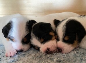 3 Dansk/Svensk Gårdhund til salg på købhund.dk