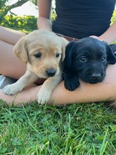 4 Labrador Retriever til salg på købhund.dk