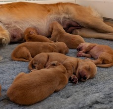 10 Golden Retriever til salg på købhund.dk