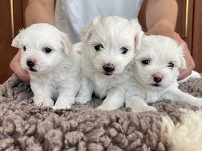 3 Coton de Tulear til salg på købhund.dk