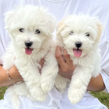 3 Coton de Tulear til salg på købhund.dk