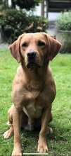 6 Labrador Retriever til salg på købhund.dk