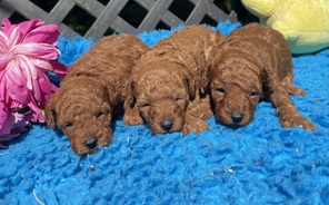 3 Pudel, toy til salg på købhund.dk