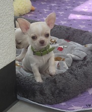 5 Chihuahua, korthåret til salg på købhund.dk