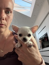 5 Chihuahua, korthåret til salg på købhund.dk