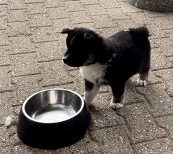 5 Islandsk Fårehund til salg på købhund.dk